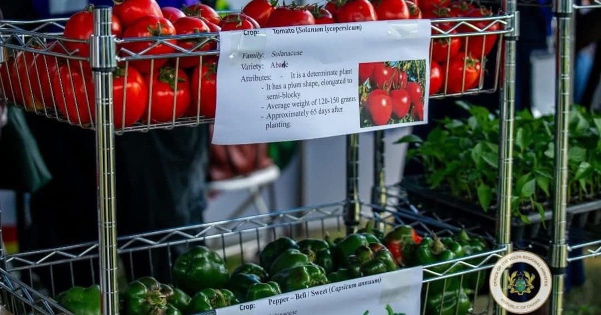 Ghana : Un modèle d'autosuffisance alimentaire pour l'Afrique